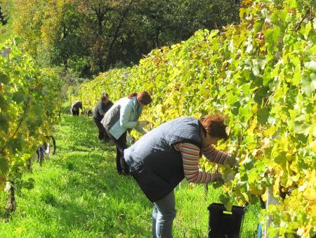 Člani TND Razkrižje obdelujejo vinograd v Šprincu 10